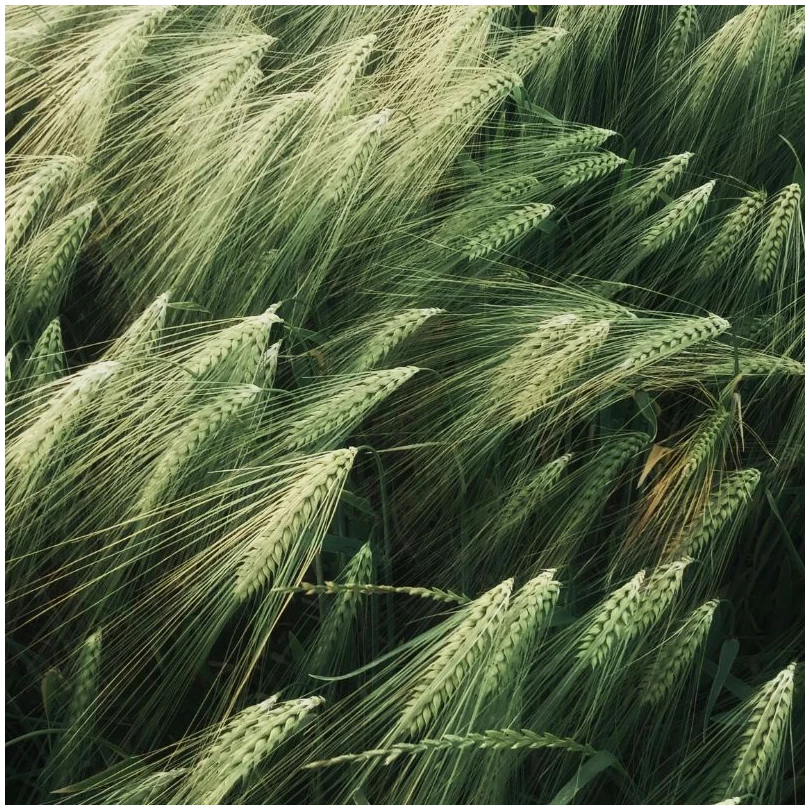 Зерновий термінал Кілія